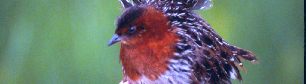 White-winged Flufftail (Sarothrura ayresi) © Malcolm Drummond
