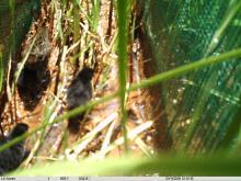 Female White-winged Flufftail with chicks caught on a camera trap in South Africa