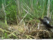 Wing display by adult White-winged Flufftail Adult female White-winged Flufftail displaying the characteristic white secondaries in her wings
